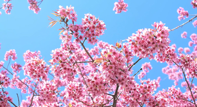 雲(yún)南永德：冬櫻花悄然盛放