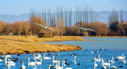 甘肅張掖：冰雪消融候鳥(niǎo)歡